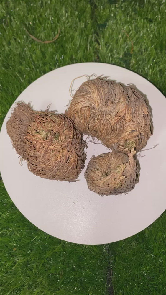 Rose of Jericho