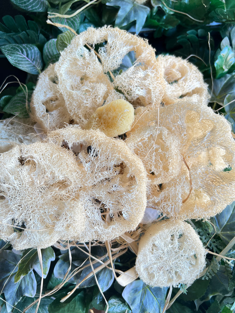 Luffa bundle