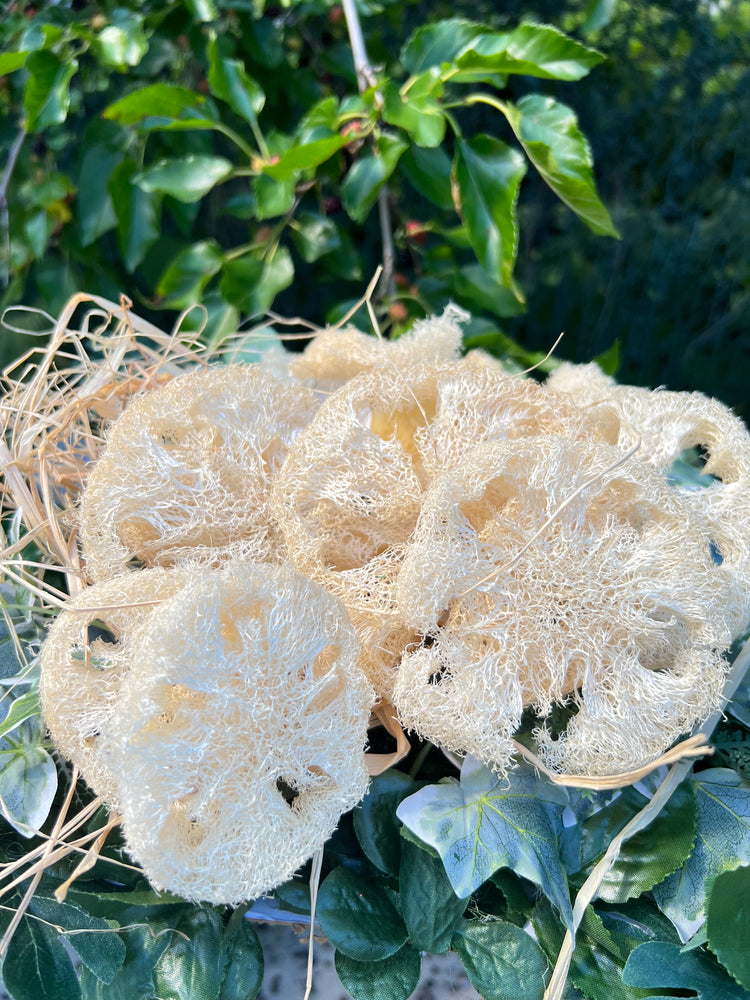 Luffa bundle