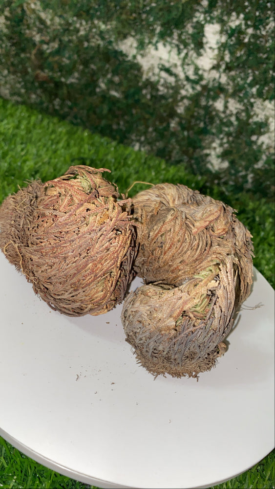 Rose of Jericho