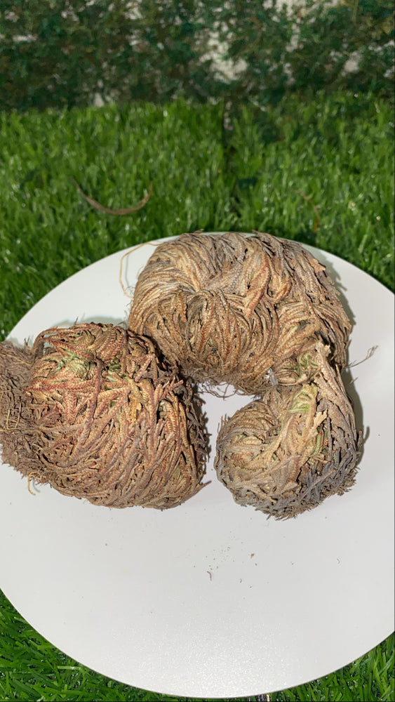 Rose of Jericho